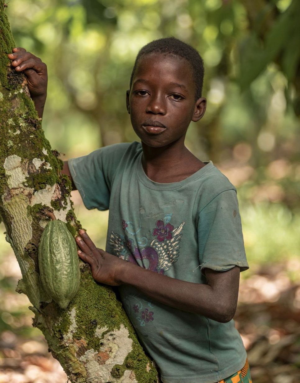Michael Ansah, 11 Jahre, aus Ghana, blickt in die Kamera - am Baum neben ihm hängt eine Kakaoschote